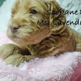 Labradoodle Puppies from Spokane Doodle