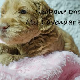 Labradoodle Puppies from Spokane Doodle
