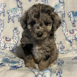 POPPY - Blue merle female Aussiedoodle puppy in Bell, Florida from BellCrist Little bits
