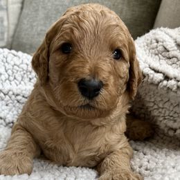 Girl 3 - Red  Goldendoodle puppy in Christiana, Tennessee from Rechlicz Family Doodles