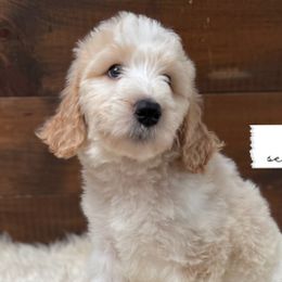 Dove - Parti Goldendoodle puppy in Conway, New Hampshire from Arbor Grace Doodles