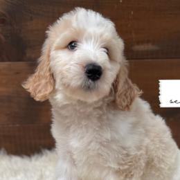 Dove - Parti Goldendoodle puppy in Conway, New Hampshire from Arbor Grace Doodles