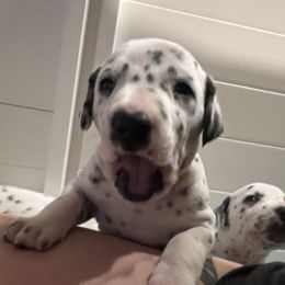 Dalmatian Puppies from Hallmark Dalmatians;