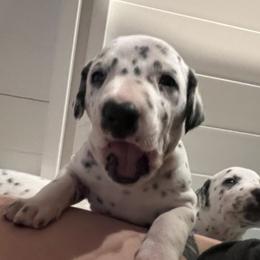 Dalmatian Puppies from Hallmark Dalmatians;