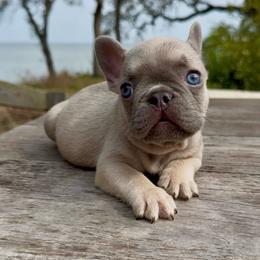 Lilac Fawn Boy(Orange collar)(Truly x Drip) - Tricolors male French Bulldog puppy in Gulf Breeze, Florida from SW Frenchies