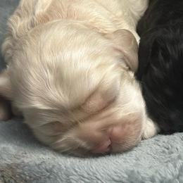 Red - Black female Cocker Spaniel puppy in Hayward, California from Villa Coco