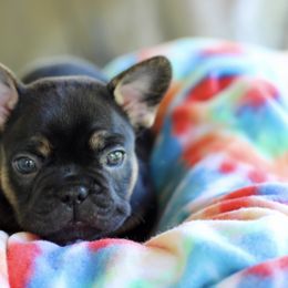 French Bulldogs from Axles Frenchies