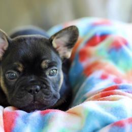 French Bulldogs from Axles Frenchies