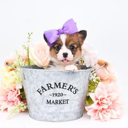 Honey - Sable female Pembroke Welsh Corgi puppy in San Antonio, Texas from Moxxi's Legacy Corgis