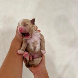 Caramel - Apricot male Goldendoodle puppy in Rio Linda, California from Plush Doodles