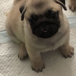 Bulldog and Pug Puppies from JR’s Pugs