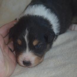 Nutmeg - Black & white male Australian Shepherd puppy in Russell Springs, Kentucky from Maggie Withers' Australian Shepherds