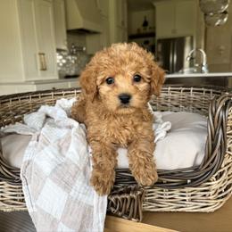 Hank - male Cavapoochon puppy in Burlington, Iowa from Pleasant Home Puppies