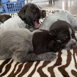 Wirehaired Pointing Griffon Puppies from High Point Griffons