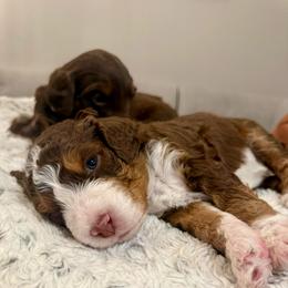 Johnny Cash - Tri-color male Bernedoodle puppy in Draper, Utah from Salt City Farm
