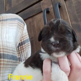 Frannie - White and brown female Newfoundland puppy in Honey Grove, Pennsylvania from Heinrich Family Newfoundlands