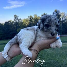 Stanley - Merle male Bernedoodle puppy in Julian, Pennsylvania from Happy Valley Doodles