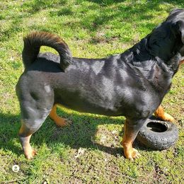 Rottweiler All Grown Up from Morton Von Hause Rottweilers