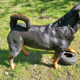 Rottweiler All Grown Up from Morton Von Hause Rottweilers