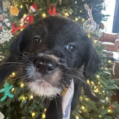 Cowboy - Black male Bordoodle puppy in Winnsboro, Texas from Pecan Grove Pups