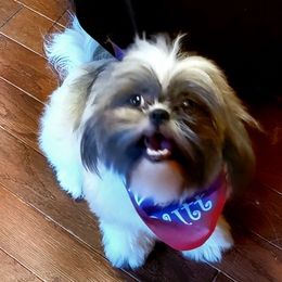 Shih Tzu All Grown Up from Lovin Shih Tzus