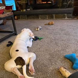 American Bulldog Puppies from Slayton's American Bulldogs