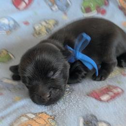 Mario - Chocolate and tan male Yorkshire Terrier puppy in Dallas, Texas from JBzPawz