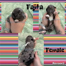 Fajita - Blue merle female Bernedoodle puppy in Godwin, North Carolina from Farm Sweet Farm Doodles