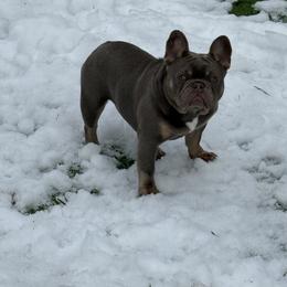 Crusher - Liver male French Bulldog puppy in New Oxford, Pennsylvania from J&T French Bulldog & Pomeranian Palacio