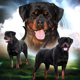 Rottweiler puppies from Sharp Ridge Rottweilers