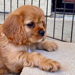 Cavalier King Charles Spaniel and Poodle Puppies from Central Coast Standard Poodles & Cavaliers