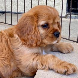 Cavalier King Charles Spaniel and Poodle Puppies from Central Coast Standard Poodles & Cavaliers