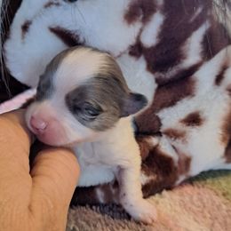 Girl 3 - Blue merle female Pomeranian puppy in Lore City, Ohio from Tonia's Pomeranians