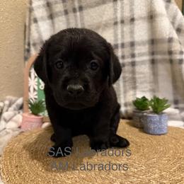 Ruby Roo - Black female Labrador Retriever puppy in Wittmann, Arizona from AM Labradors
