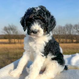 Fabian - Tri-color male Bernedoodle puppy in Osage City, Kansas from Golden Ridge Goldens