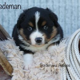 Miniature American Shepherd and Miniature Australian Shepherd Puppies from Borderview Aussies