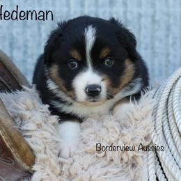 Miniature American Shepherd and Miniature Australian Shepherd Puppies from Borderview Aussies