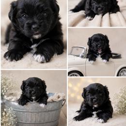Pomeranian Puppies from Sierra Marcial