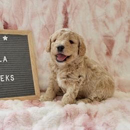 Goldendoodle and Poodle Puppies from Krispy Doodles