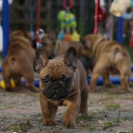 French Bulldog and Labrador Retriever Puppies from Frenchies & Labs