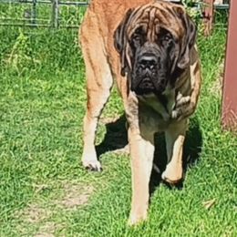 Codi - Mastiff