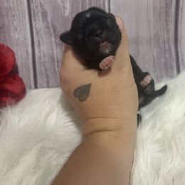 Boy 2 - Black and white male Shih Tzu puppy in Tenino, Washington from Fantasy Realm Shih Tzus