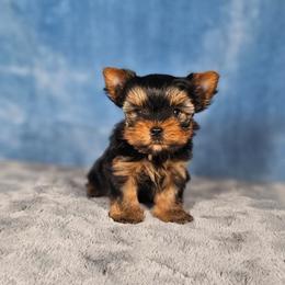 Teddy - Blue and gold male Yorkshire Terrier puppy in Polk City, Florida from Yorkies by Casey