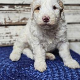 Snoopy - Parti male Goldendoodle puppy in Austin, Texas from Austin Doodles & Poodles