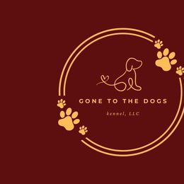 Yorkshire Terriers from Gone to the Dogs Kennel