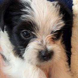 Panda - Parti male Yorkshire Terrier puppy in Lakeland, Florida from You Me & The Yorkies