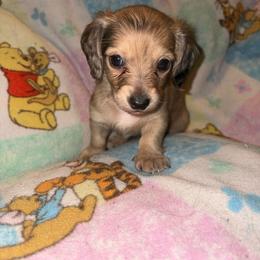 Cinnamon - Cream female Dachshund puppy in Fishers, Indiana from The long dogs of indiana