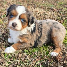 Audrey Hepburn - Blue merle female Miniature Australian Shepherd puppy in Paris, Texas from Blue Envy Mini Aussies