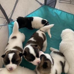 Akita Puppies from Gloe Akita's
