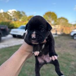 Travis - Brindle male Boxer puppy in Florida from BNF Boxers